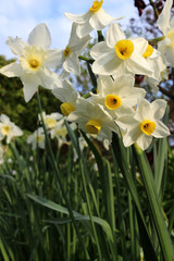 Fototapeta premium Narcissus tazetta. Also known as Paperwhite, bunch-flowered narcissus, bunch-flowered daffodil, Chinese sacred lily, cream narcissus, joss flower, or polyanthus narcissus