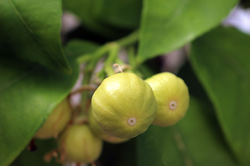 A close up of young pomelo fruits ripening on the tree