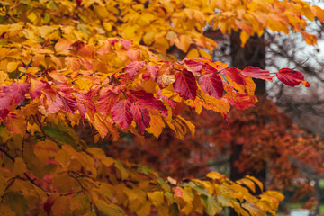 Closeup of tree branch with vibrant red and orange leafs on late fall