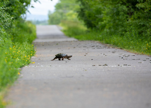 Snapping Turtle crossing the road