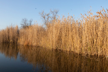 Dry reeds above mirror water. Lake reflection in the water. Sunny weather. Blue sky. Fresh air.