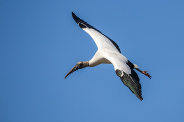 Wood Stork Flying