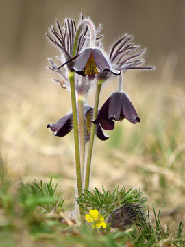 Pulsatilla pratensis ssp. Nigricans (Small pasque flower) rare grassland plant native to Europe, endangered plant species in natural habitat, family Ranunculaceae