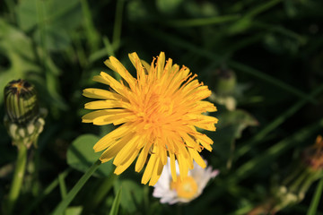 beautiful colorful summer garden flowers