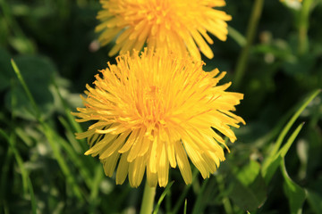 beautiful colorful summer garden flowers