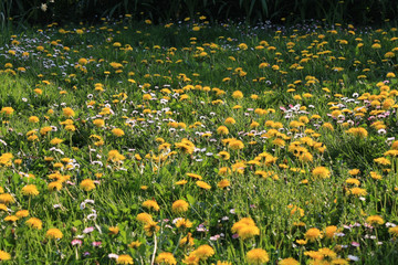 Obraz premium beautiful colorful summer garden flowers