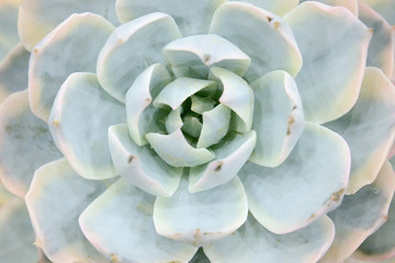 Cactus beautiful plant summer minimal style