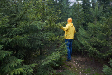 Man, weared in yellow raincoat,  wandering up and down the young spruce forest