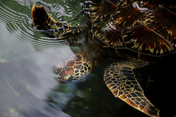 Turtles in Nungwi wildlife preserve - obrazy, fototapety, plakaty