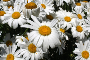 Obraz premium beautiful colorful summer garden flowers