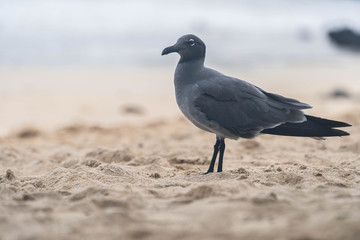 seagull on the beach