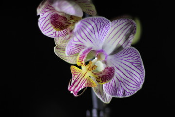 Fototapeta na wymiar branch of a beautiful orchid on a black background