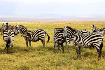 Fototapeta na wymiar Animals spotted on safari in Tanzania