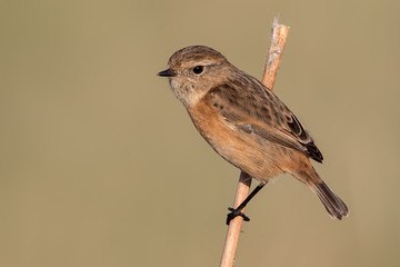 Stonechat Perched