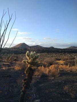 Cactus choya. Reserva del Pinacate y Gran Desierto de Altar. Sonora, Mexico.