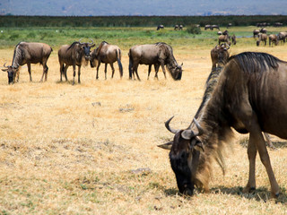 Animals spotted on safari in Tanzania