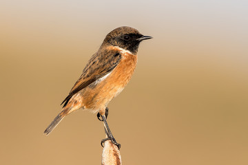 Stonechat Perched