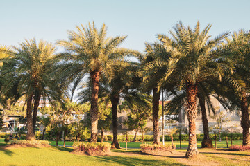 Phoenix sylvestris or Silver date palm tree in a garden.Common names including the Indian date,Sugar date palm,wild date palm.