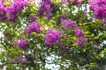 Spring branch of white blooming lilac in Central Park