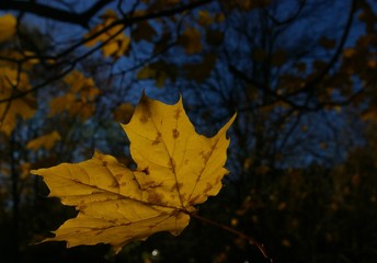close up branch of leaf before fallen in autumm.yellow maple leaf