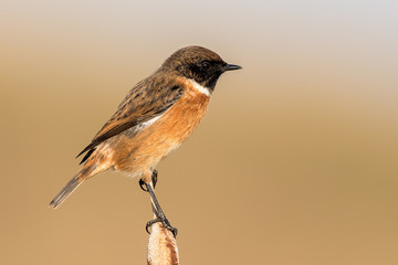 Stonechat Perched on Reed