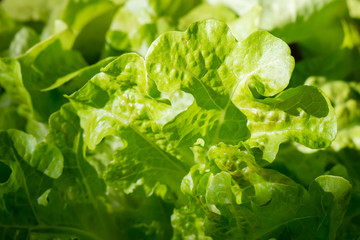 Fresh organic green oak lettuce vegetable plant farm
