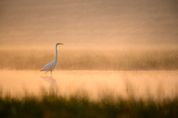 Obraz premium Great Egret in misty Morning