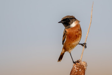 Stonechat Perched on Reed