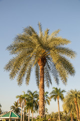 Fototapeta na wymiar Silver date palm tree in a garden.Common names including the Indian date,Sugar date palm,wild date palm.(Phoenix sylvestris)