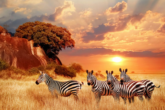Fototapeta Zebry w afrykańskiej sawannie na tle pięknego zachodu słońca. Park Narodowy Serengeti. Tanzania. Afryka.