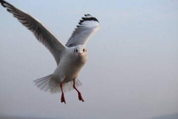 Seagull Posing for a Click