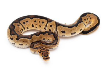 Ball Python Snake macro closeup isolated white background