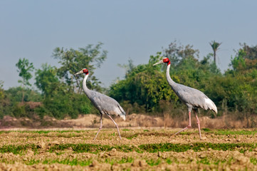 Fototapeta premium A couple of sarus crane waliking in the field