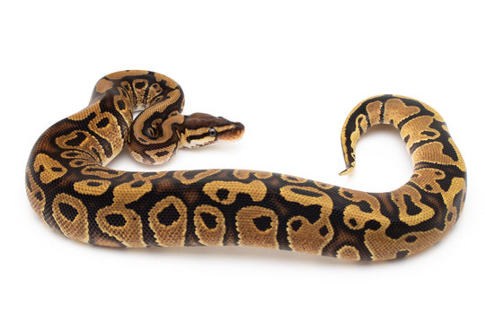 Ball Python Snake macro closeup isolated white background