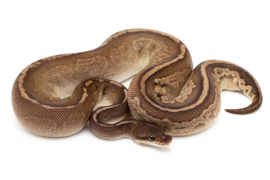 Ball Python Snake macro closeup isolated white background