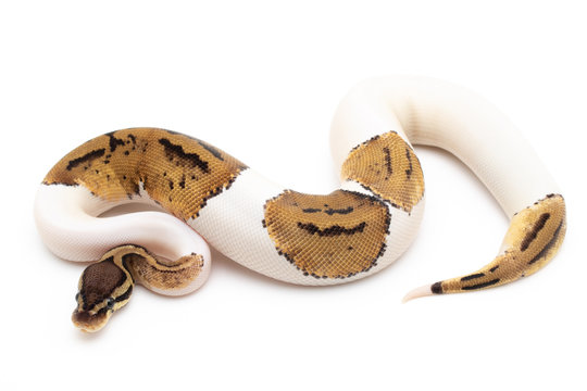 Ball Python Snake macro closeup isolated white background