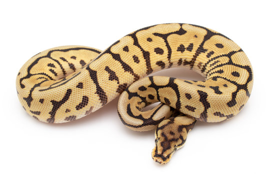 Ball Python Snake macro closeup isolated white background