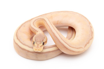 Obraz premium Ball Python Snake macro closeup isolated white background