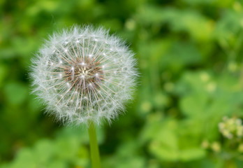 Obraz premium Diente de León en medio del bosque