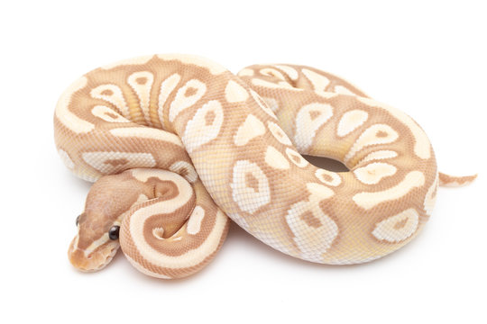 Ball Python Snake macro closeup isolated white background