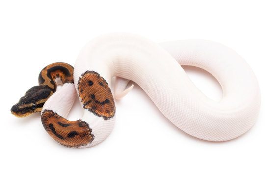 Ball Python Snake macro closeup isolated white background