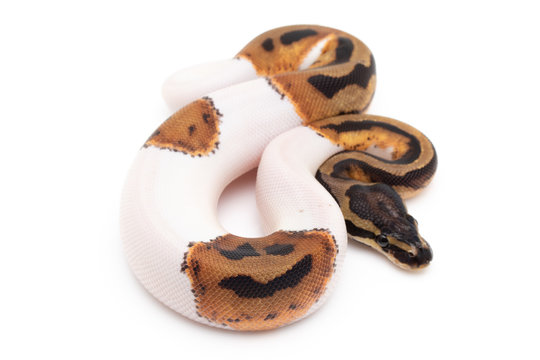 Ball Python Snake macro closeup isolated white background