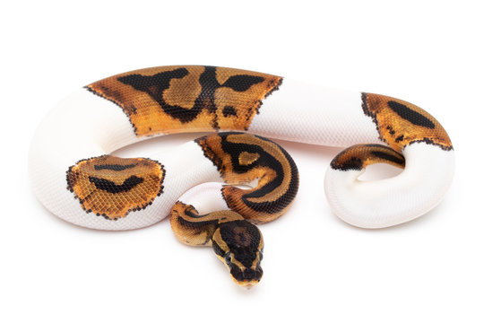 Ball Python Snake macro closeup isolated white background