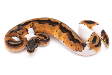 Ball Python Snake macro closeup isolated white background