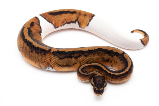 Ball Python Snake macro closeup isolated white background