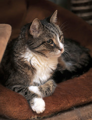 sad brown with white cat