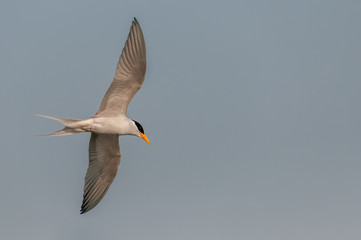 Fototapeta na wymiar A river tern watching downward during flight