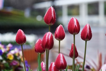 Tulip flowers / In spring, colorful tulip flowers decorate the flower beds and delight our eyes.