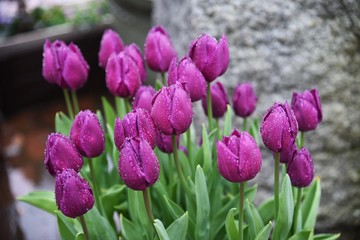 Tulip flowers / In spring, colorful tulip flowers decorate the flower beds and delight our eyes.