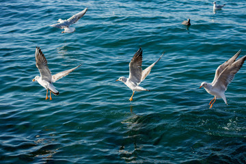 Seagulls are on and  over sea waters
